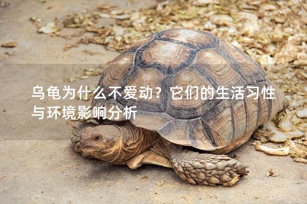 乌龟为什么不爱动？它们的生活习性与环境影响分析