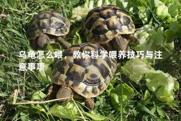 乌龟怎么喂，教你科学喂养技巧与注意事项