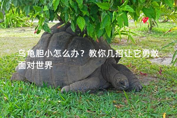 乌龟胆小怎么办？教你几招让它勇敢面对世界