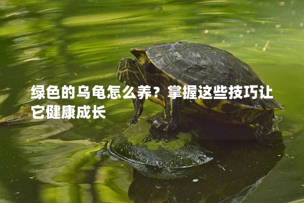 绿色的乌龟怎么养？掌握这些技巧让它健康成长