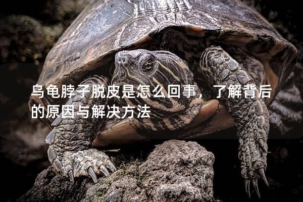 乌龟脖子脱皮是怎么回事，了解背后的原因与解决方法