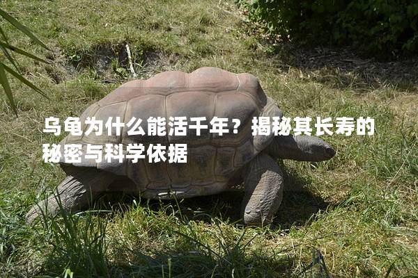 乌龟为什么能活千年？揭秘其长寿的秘密与科学依据