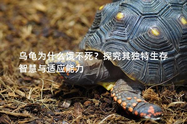 乌龟为什么饿不死？探究其独特生存智慧与适应能力