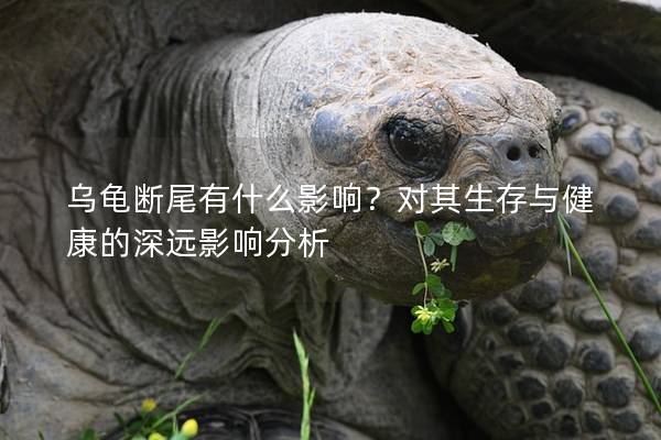 乌龟断尾有什么影响？对其生存与健康的深远影响分析