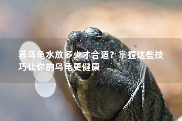 养乌龟水放多少才合适？掌握这些技巧让你的乌龟更健康