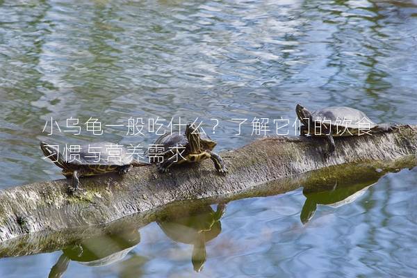 小乌龟一般吃什么？了解它们的饮食习惯与营养需求