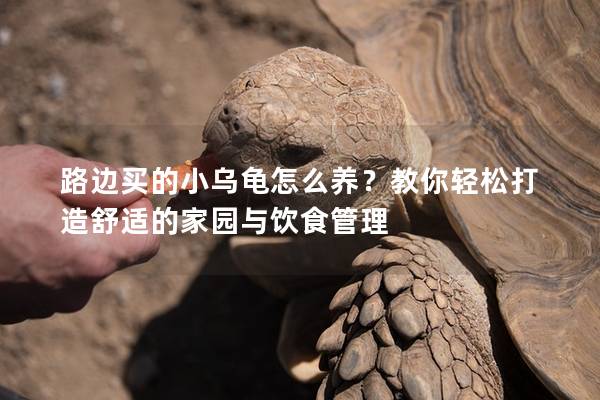 路边买的小乌龟怎么养？教你轻松打造舒适的家园与饮食管理