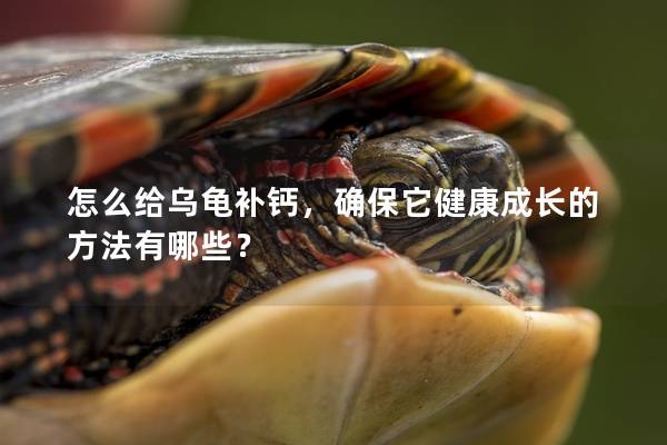 怎么给乌龟补钙，确保它健康成长的方法有哪些？