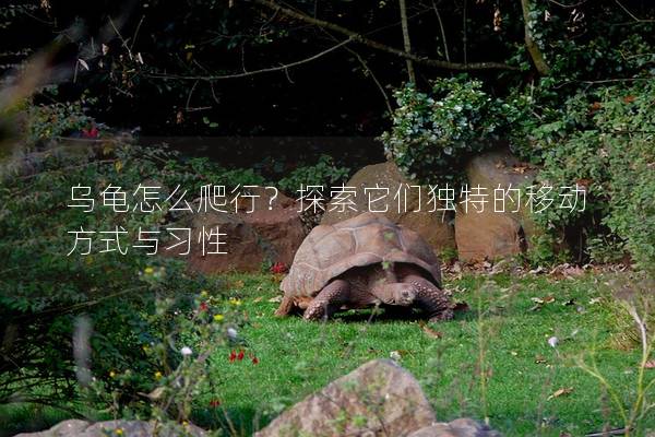 乌龟怎么爬行？探索它们独特的移动方式与习性