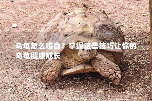 乌龟怎么喂食？掌握这些技巧让你的乌龟健康成长
