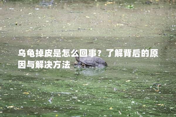 乌龟掉皮是怎么回事？了解背后的原因与解决方法