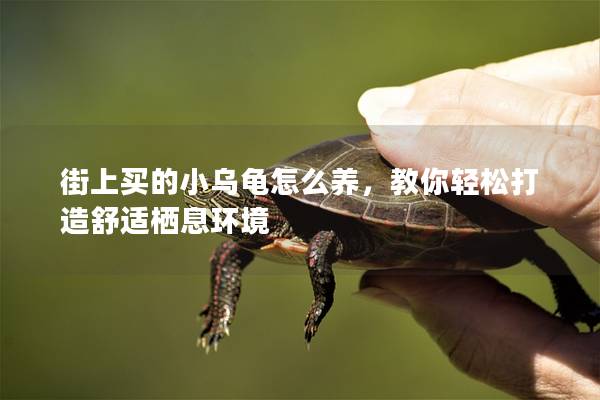 街上买的小乌龟怎么养，教你轻松打造舒适栖息环境
