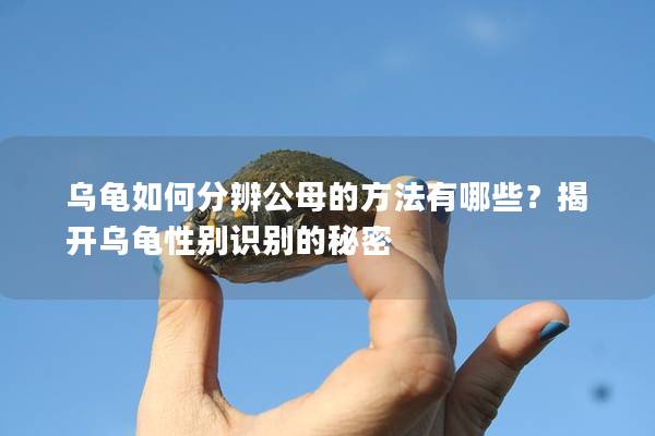 乌龟如何分辨公母的方法有哪些？揭开乌龟性别识别的秘密