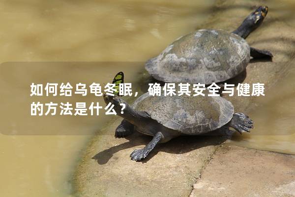 如何给乌龟冬眠，确保其安全与健康的方法是什么？