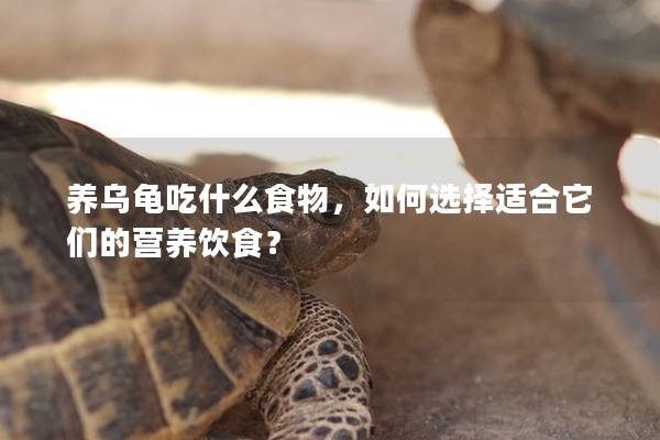 养乌龟吃什么食物，如何选择适合它们的营养饮食？