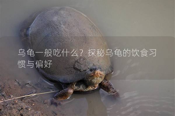 乌龟一般吃什么？探秘乌龟的饮食习惯与偏好