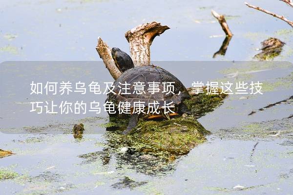 如何养乌龟及注意事项，掌握这些技巧让你的乌龟健康成长