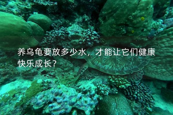 养乌龟要放多少水，才能让它们健康快乐成长？