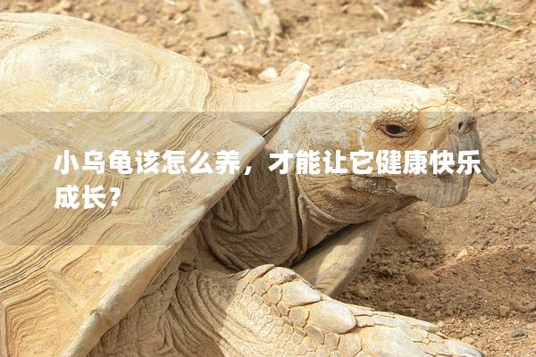小乌龟该怎么养，才能让它健康快乐成长？