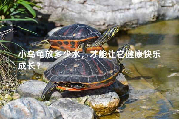 小乌龟放多少水，才能让它健康快乐成长？