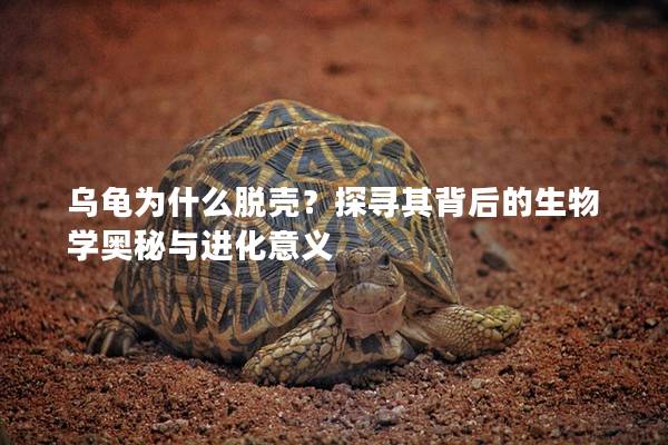 乌龟为什么脱壳？探寻其背后的生物学奥秘与进化意义