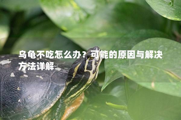 乌龟不吃怎么办？可能的原因与解决方法详解