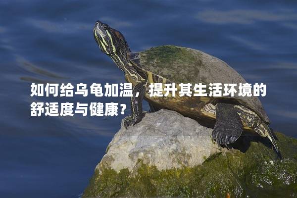 如何给乌龟加温，提升其生活环境的舒适度与健康？