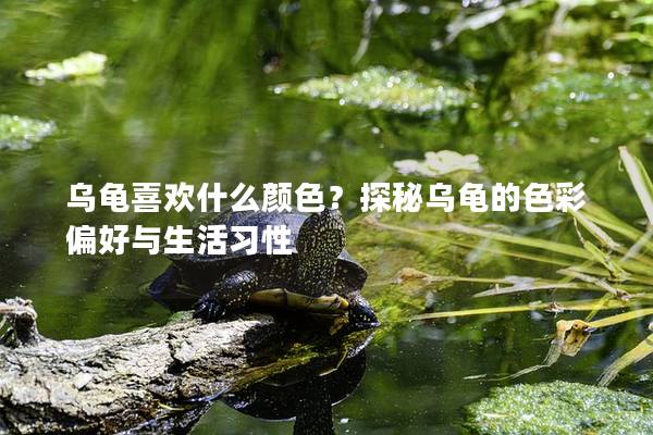 乌龟喜欢什么颜色？探秘乌龟的色彩偏好与生活习性