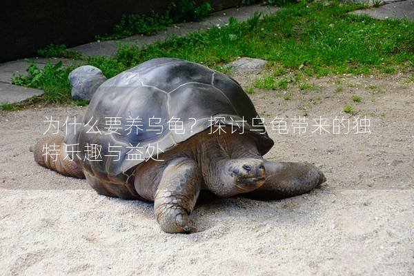 为什么要养乌龟？探讨乌龟带来的独特乐趣与益处