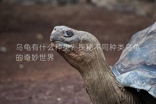 乌龟有什么种类？探秘不同种类乌龟的奇妙世界