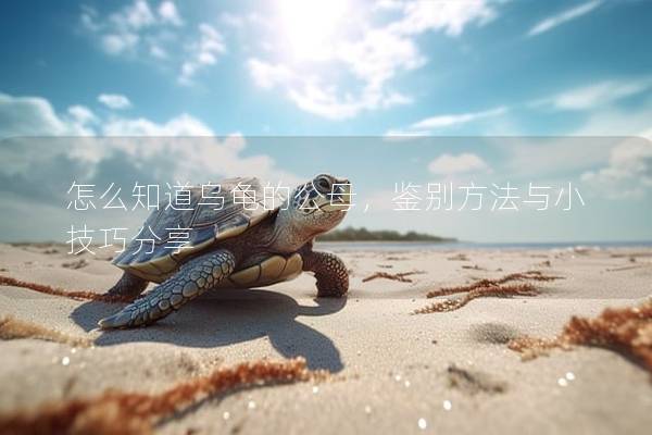 怎么知道乌龟的公母，鉴别方法与小技巧分享