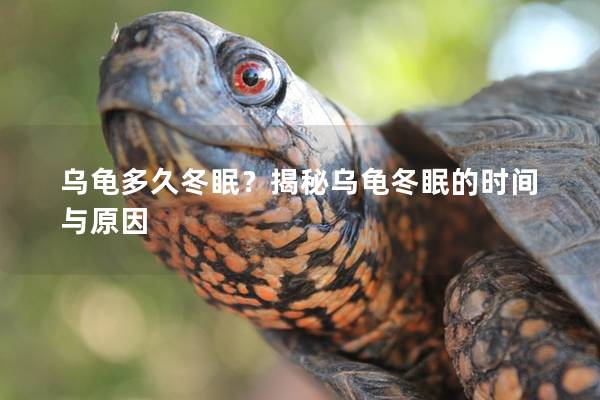 乌龟多久冬眠？揭秘乌龟冬眠的时间与原因