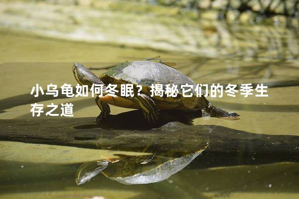 小乌龟如何冬眠？揭秘它们的冬季生存之道