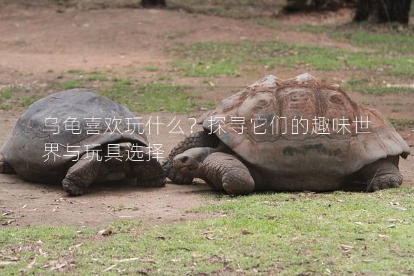 乌龟喜欢玩什么？探寻它们的趣味世界与玩具选择