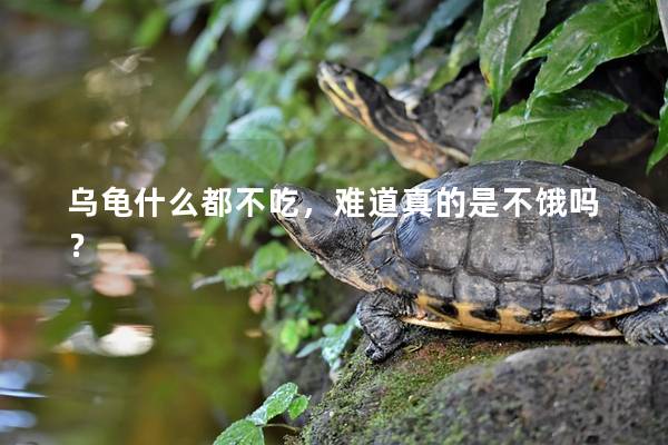 乌龟什么都不吃，难道真的是不饿吗？