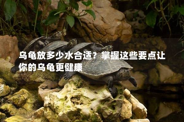 乌龟放多少水合适？掌握这些要点让你的乌龟更健康