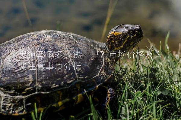 黑颈乌龟多少钱一只？市场价格及购买注意事项分析