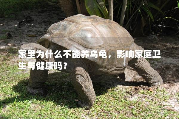 家里为什么不能养乌龟，影响家庭卫生与健康吗？