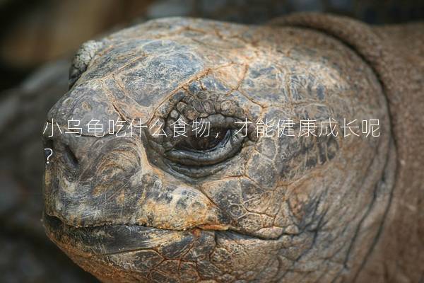 小乌龟吃什么食物，才能健康成长呢？