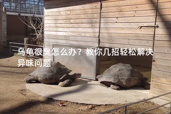 乌龟很臭怎么办？教你几招轻松解决异味问题