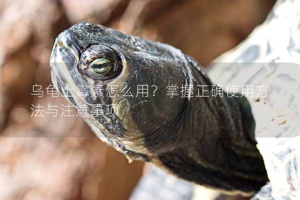 乌龟土霉素怎么用？掌握正确使用方法与注意事项