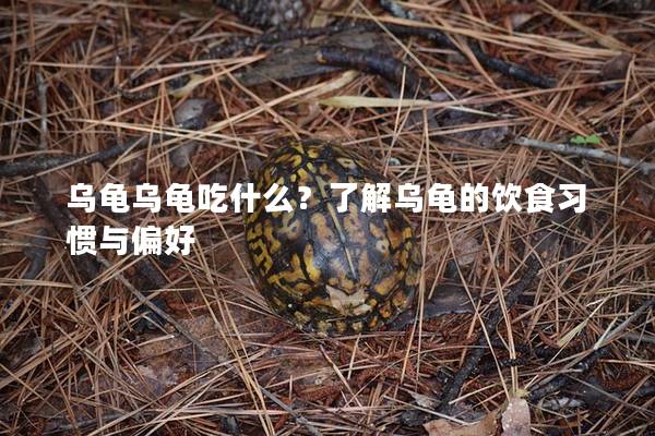 乌龟乌龟吃什么？了解乌龟的饮食习惯与偏好