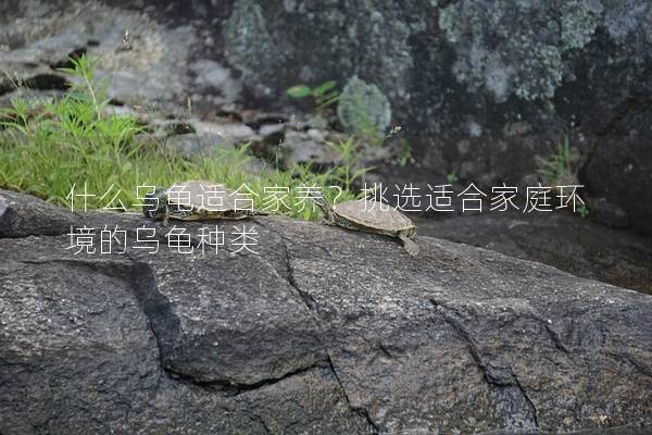 什么乌龟适合家养？挑选适合家庭环境的乌龟种类