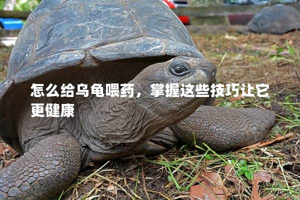 怎么给乌龟喂药，掌握这些技巧让它更健康