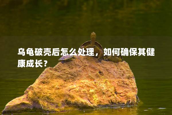 乌龟破壳后怎么处理，如何确保其健康成长？