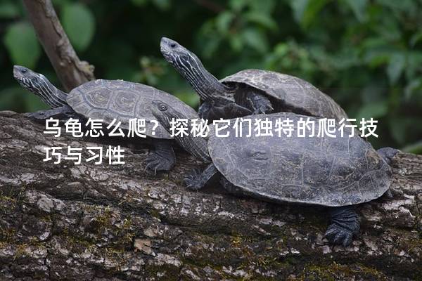 乌龟怎么爬？探秘它们独特的爬行技巧与习性