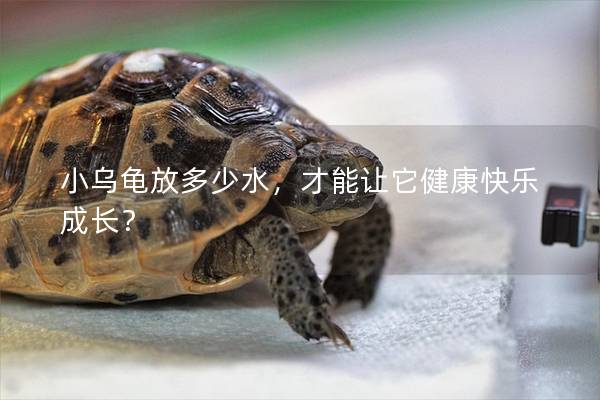 小乌龟放多少水，才能让它健康快乐成长？