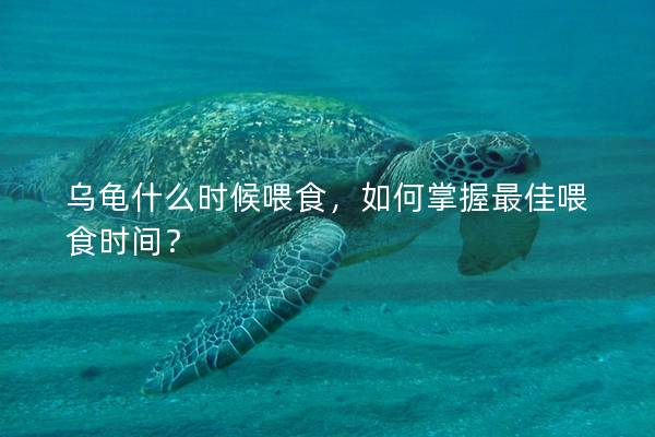 乌龟什么时候喂食，如何掌握最佳喂食时间？