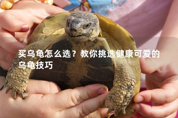 买乌龟怎么选？教你挑选健康可爱的乌龟技巧