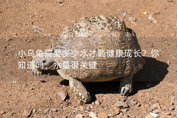小乌龟需要多少水才能健康成长？你知道吗，水量很关键